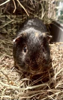 Rescue Guinea Pig Guinea Pigs for Adoption in Beaverdam Lake-salisbury Mills, New York - Whipple | PetCurious